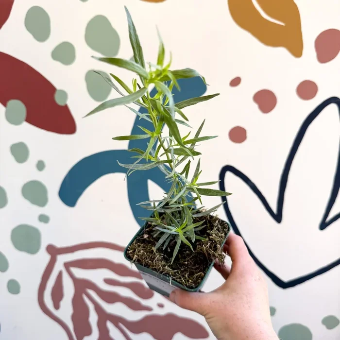 Artemisia dracunculus – French Tarragon – Cotswolds Grown Culinary Herbs