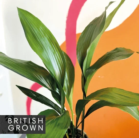 Aspidistra elatior – Cast Iron Plant – British Grown