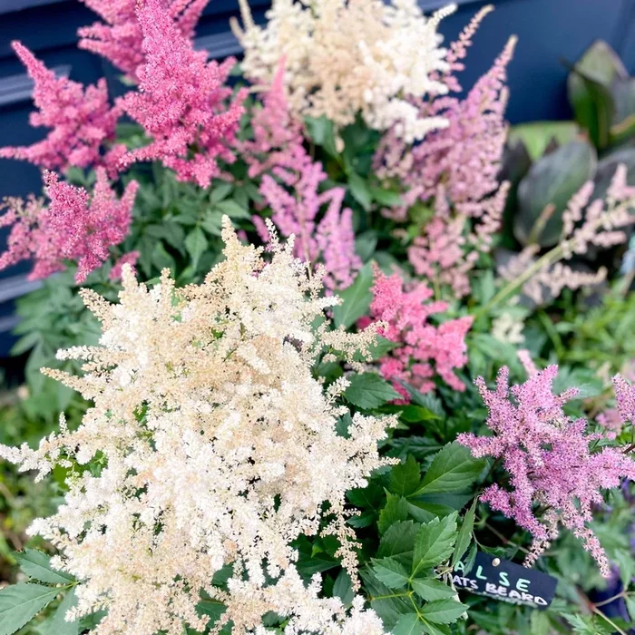 Astilbe – False Goat’s Beard – Lucky Dip Colour