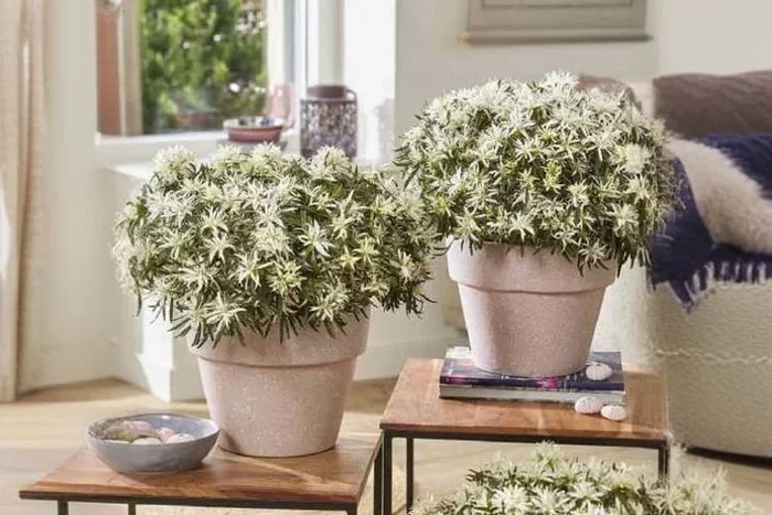 Azalea ‘Starstyle White’ – 10.5cm Pot of Pure Elegance