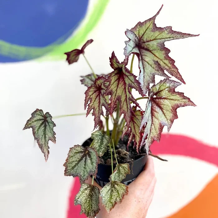 Begonia ‘Connie Boswell’ – Welsh Grown