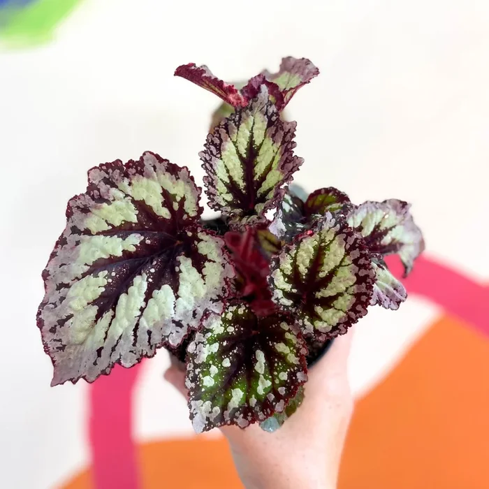 Begonia ‘Fireworks’ – Welsh Grown