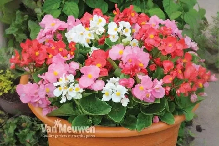 Begonia ‘Lotto’ Mixed – Giant Flowering Bedding Plants, Plug Size