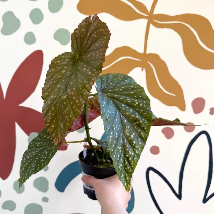 Begonia ‘Lucerna’ – Welsh Grown