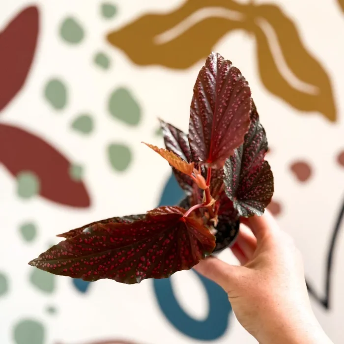 Begonia ‘Pink Spot’ – Pink Polka Dot Begonia