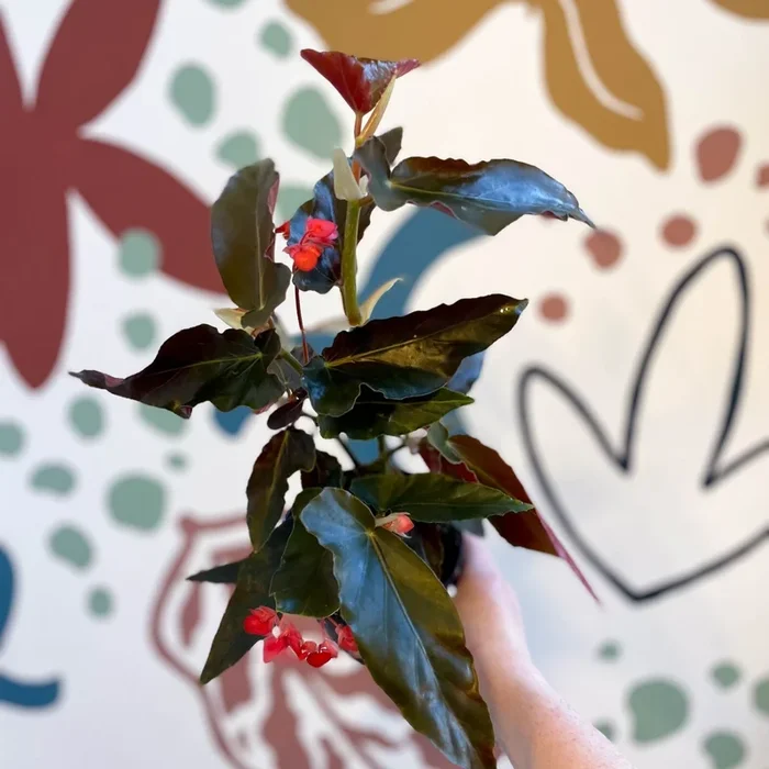 Begonia ‘Torch’ – Welsh Grown