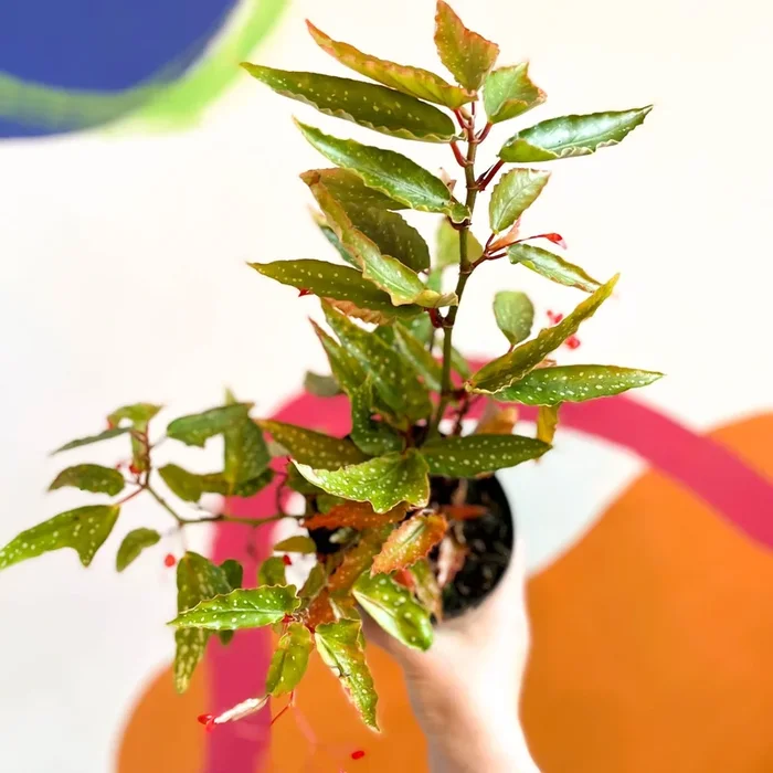 Begonia albopicta ‘Rosea’ – Welsh Grown