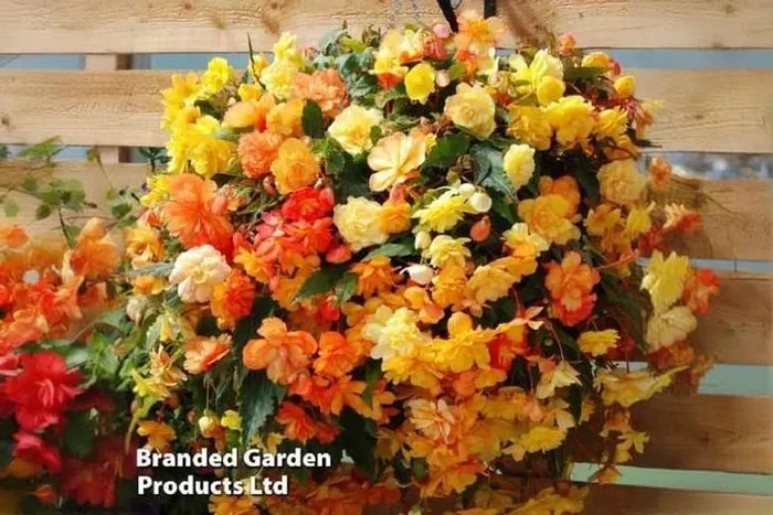 Begonia Apricot Shades Trailing – Flowering Bedding Plant Plug Set
