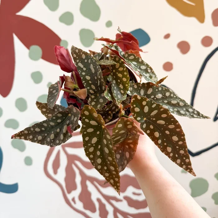 Begonia Maculata ‘Wightii’ – Polka Dot Begonia