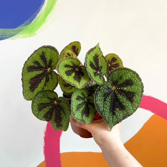 Begonia masoniana ‘Rock’