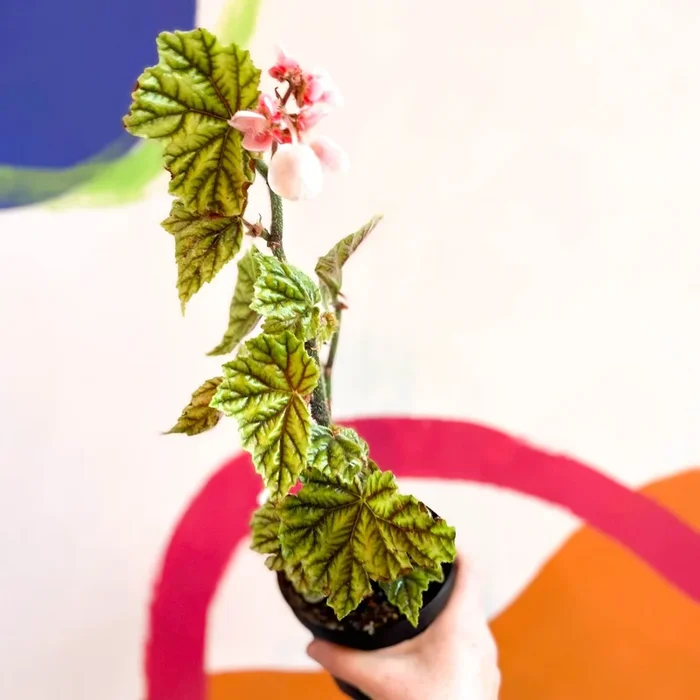 Begonia metallica – Welsh Grown