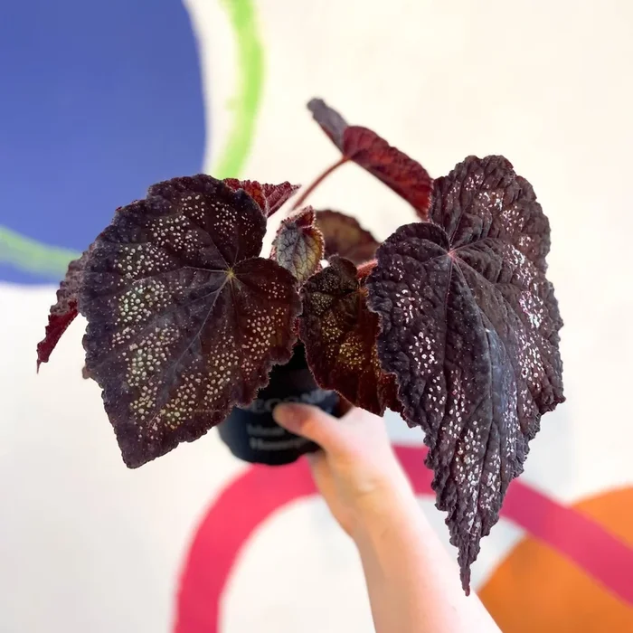 Begonia rex ‘Black Knight’ – Welsh Grown