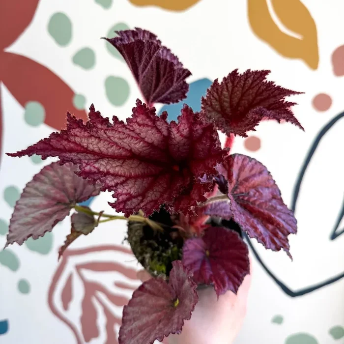 Begonia rex ‘Cool Dandy’ – Welsh Grown