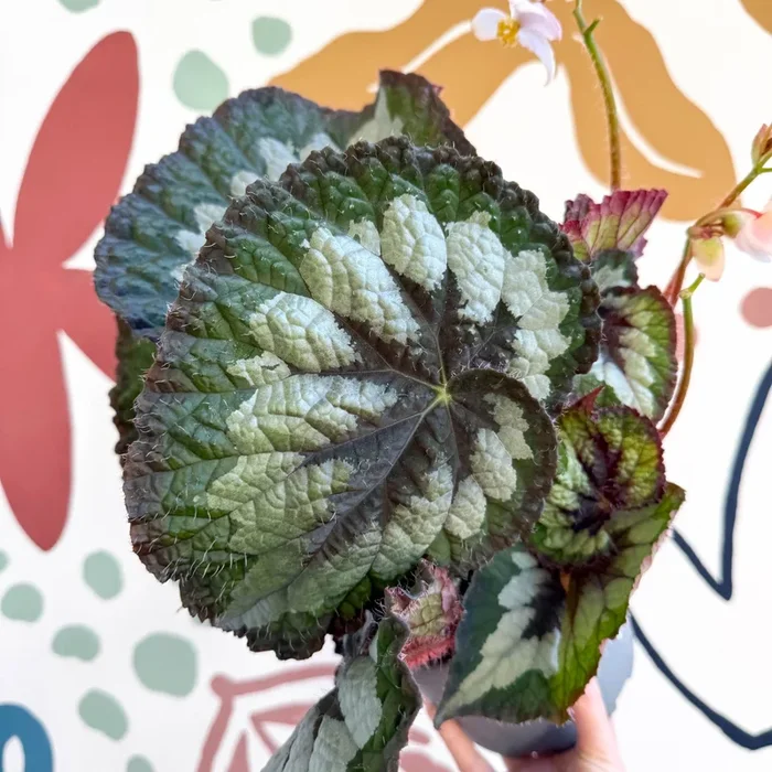 Begonia rex ‘Emerald Giant – Welsh Grown