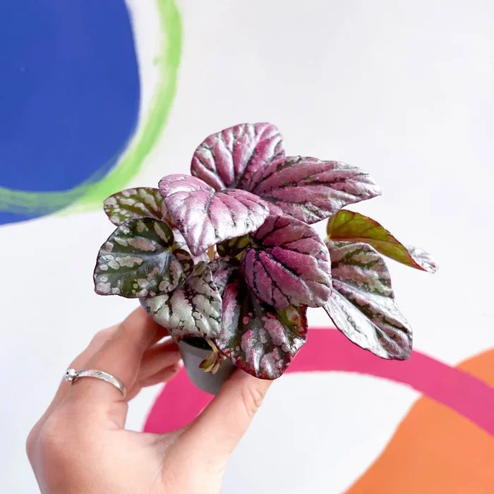 Begonia rex ‘Hugh McLauchlan’