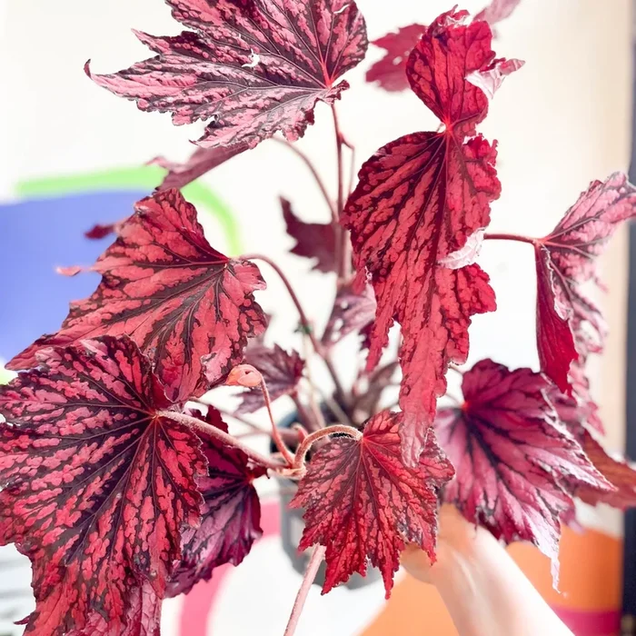 Begonia rex ‘Joyful Blaze’ – Welsh Grown