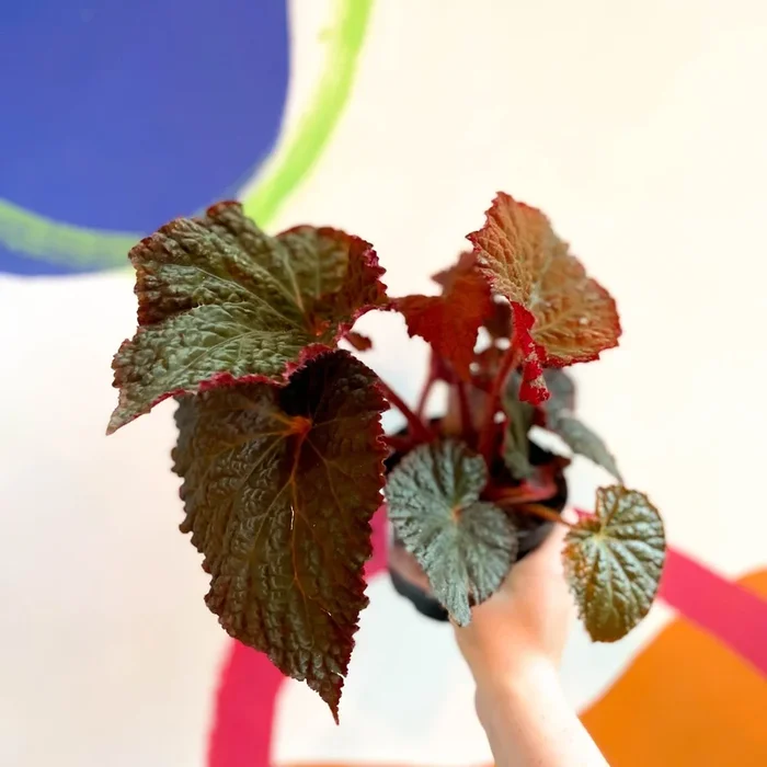 Begonia rex ‘Midnight Magic’ – Welsh Grown