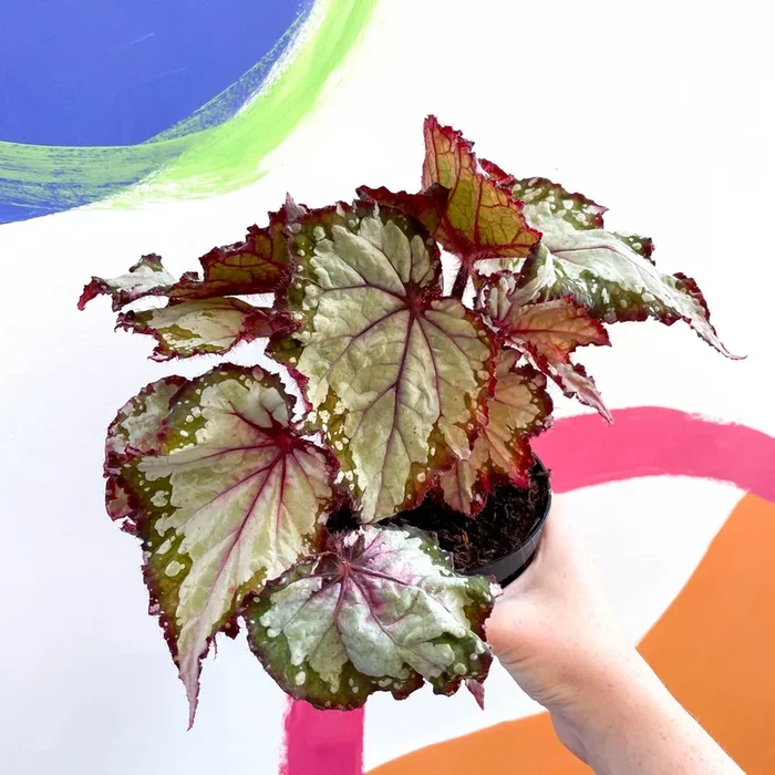 Begonia rex ‘My Best Friend’ – Welsh Grown