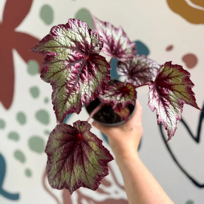Begonia rex ‘Wicked’ – Welsh Grown