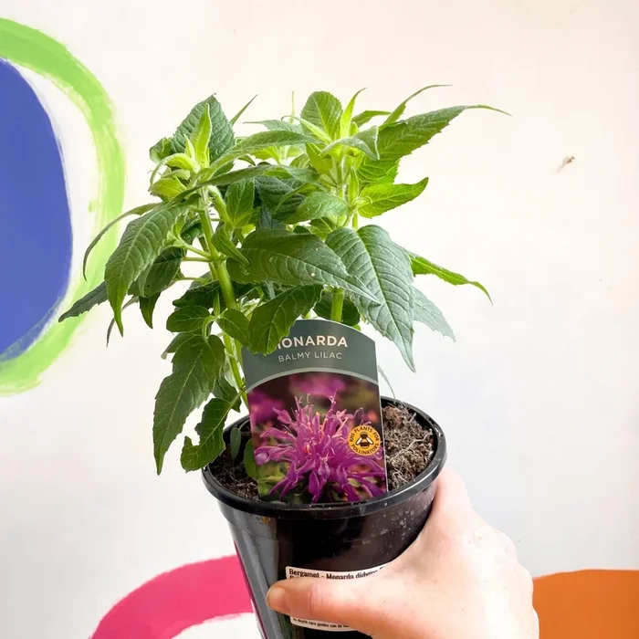 Bergamot – Monarda didyma ‘Balmy Lilac’ – British Grown Perennial