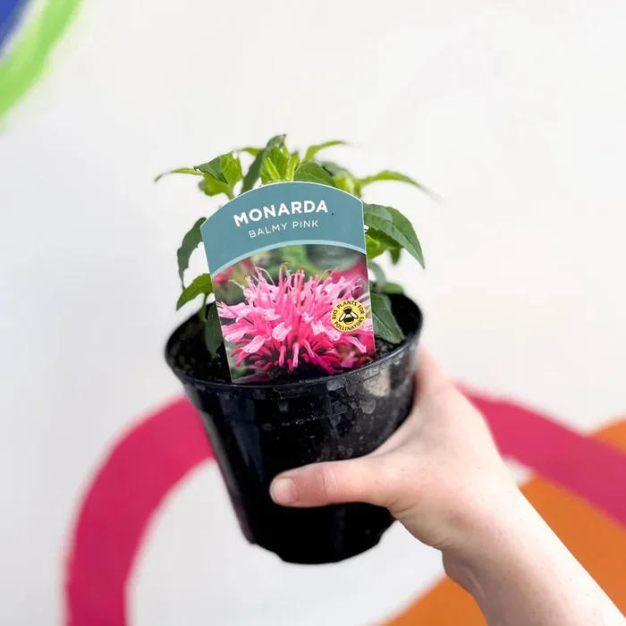 Bergamot – Monarda didyma ‘Balmy Pink’ – British Grown Perennial