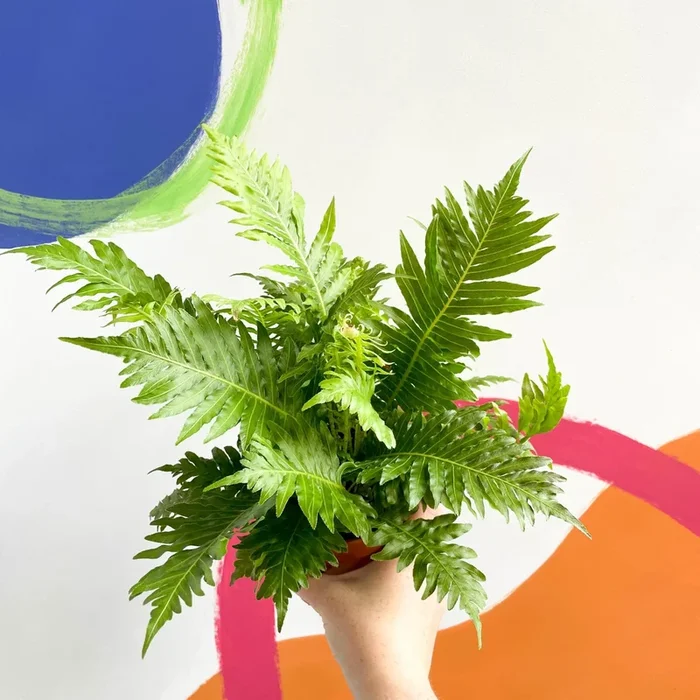 Blechnum gibbum ‘Silver Lady’ – Miniature Tree Fern