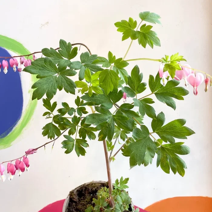 Bleeding Heart – Lamprocapnos spectabilis – Cotswold Grown Perennial