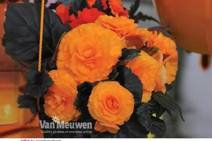 Blooming Begonia Bonanza: Endless Nonstop Mocca Orange Delight