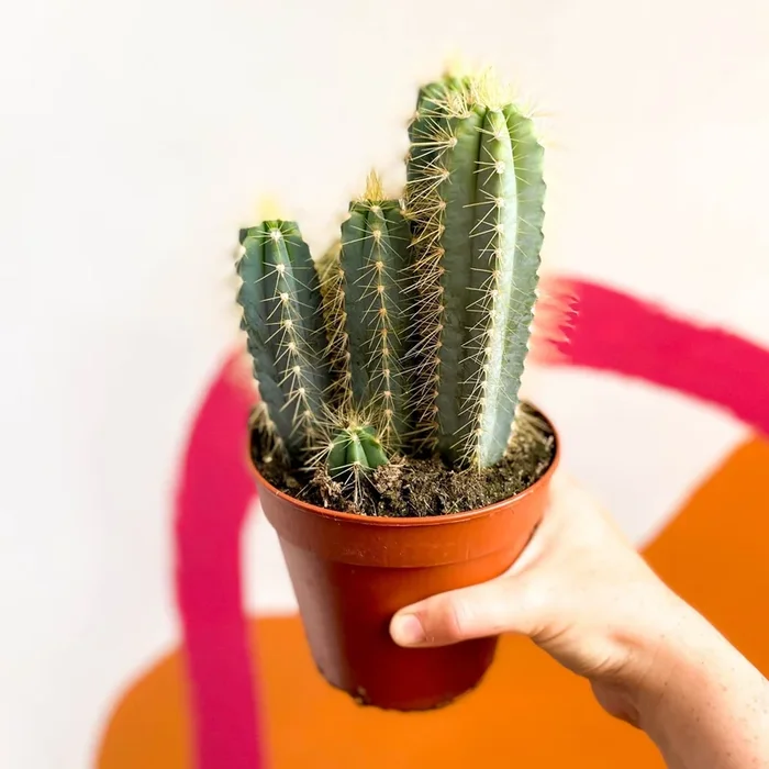 Blue Torch Cactus – Pilosocereus pachycladus ‘Azureus’