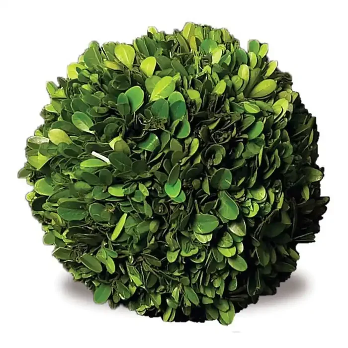 Boxwood Ball 10″ – Napa Home & Garden