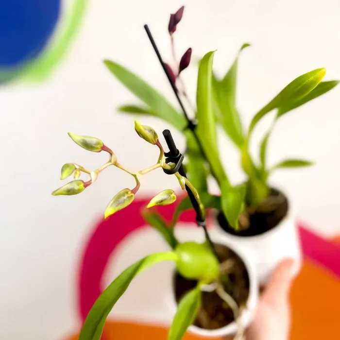 Butterfly Orchids – Odontoglossum