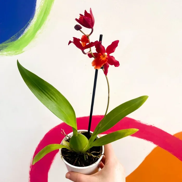 Butterfly Orchids – Odontoglossum wilsonara ‘Wildfire’