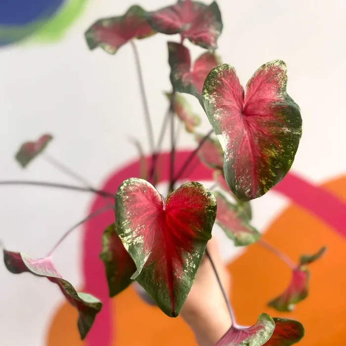 Caladium ‘Heart’s Delight’