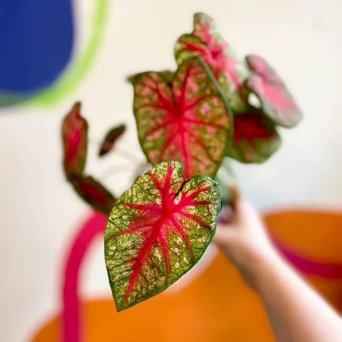 Caladium ‘Pink Queen’