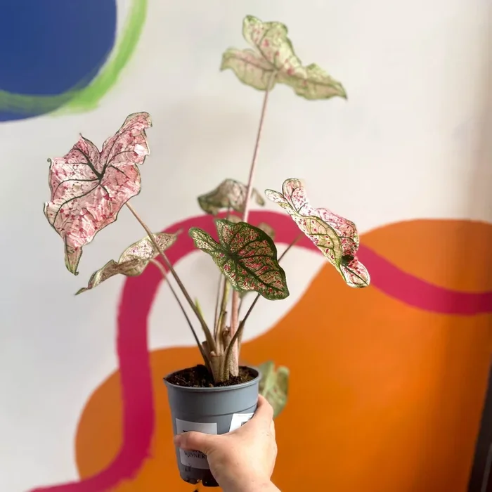 Caladium ‘Splash of Wine’