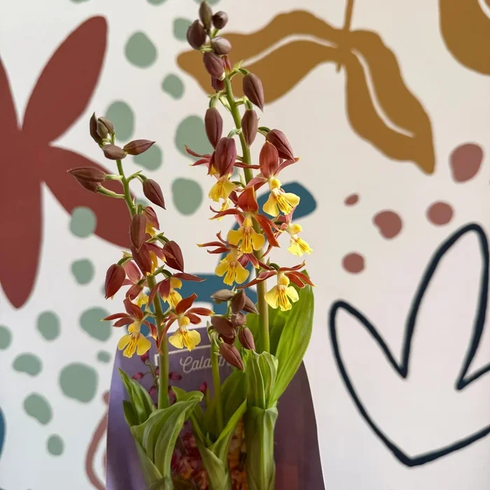 Calanthe – Hardy Ground Orchid