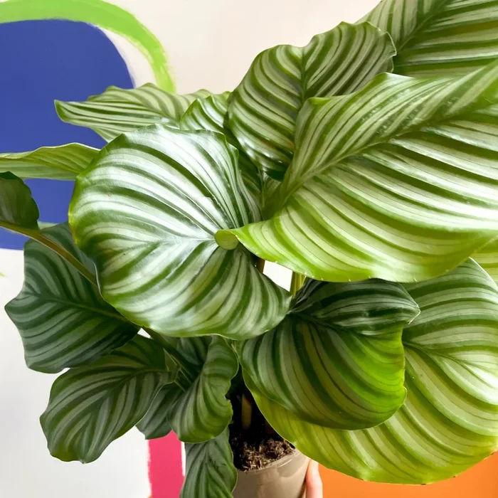 Calathea orbifolia – British Grown