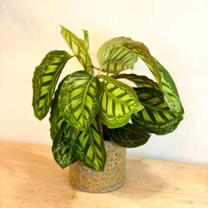 Calathea veitchiana ‘Flamestar’