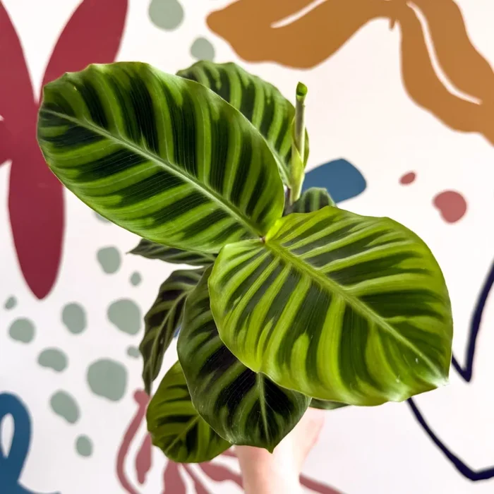 Calathea zebrina – Zebra Plant