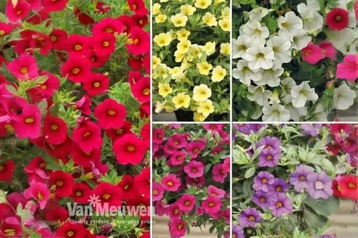 Calibrachoa Million Bells – Up to 20 Plants