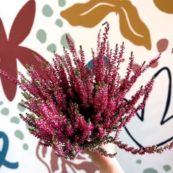 Calluna vulgaris ‘Beauty Ladies® Rood’ – Red Heather