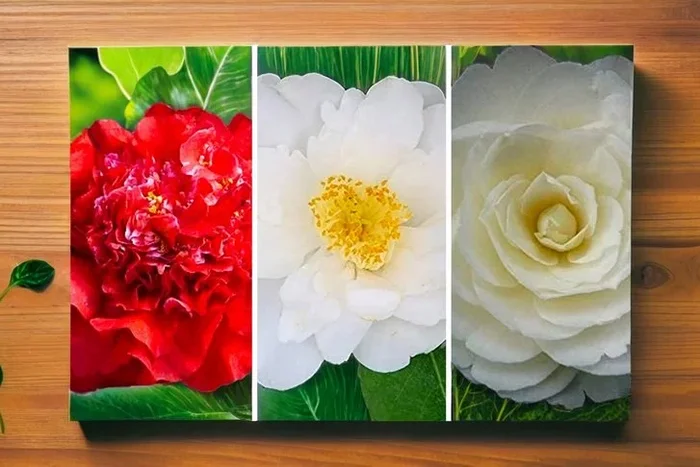 Camellia Gift Wrapped Anniversary Delight – 3 Options!