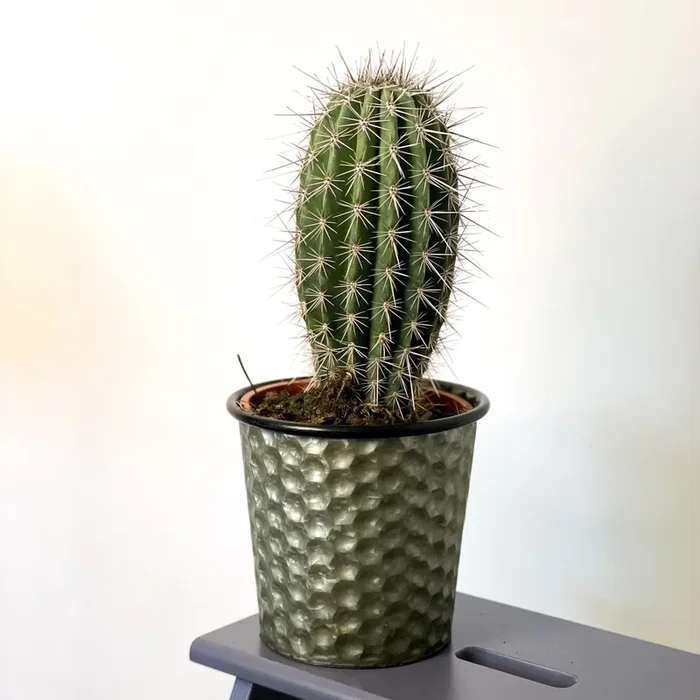 Cardon Cactus – Pachycereus pringlei