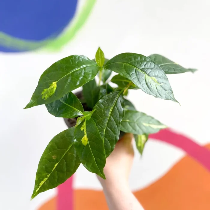 Caricature Plant – Graptophyllum pictum – British Grown