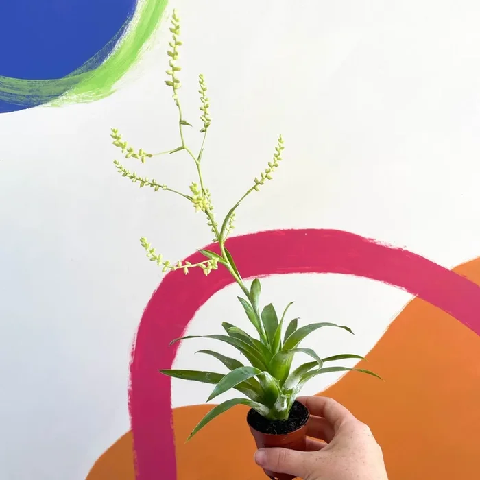 Catopsis morreniana ‘White Form’ syn. Tillandsia