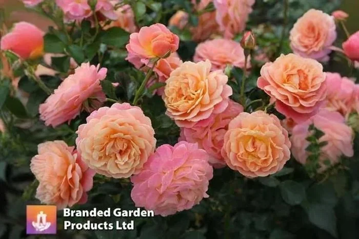 Charming Climbing Rose ‘Peach Melba’ Plant Duo