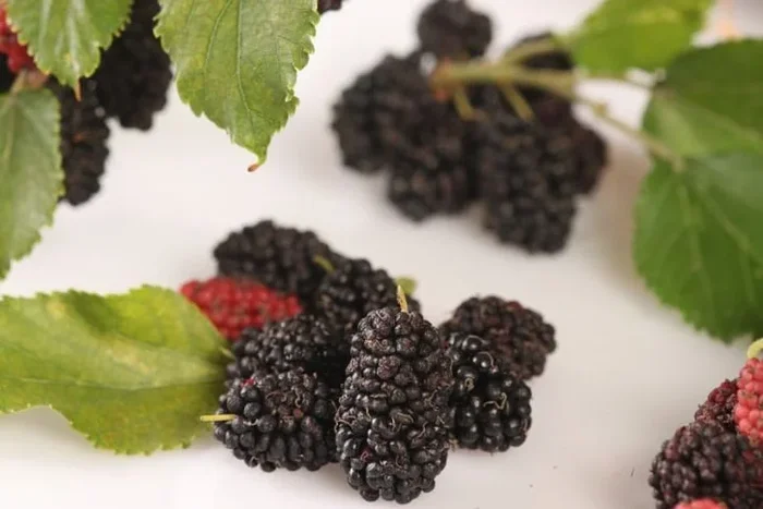 Charming Mulberry Charlotte Russe Plants – Up to 4 Pack