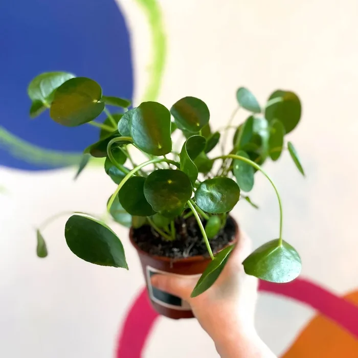 Chinese Money Plant – Pilea peperomioides – British Grown