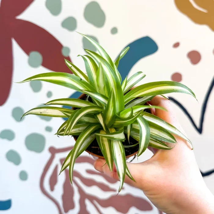 Chlorophytum comosum ‘Variegatum’ – Spider Plant