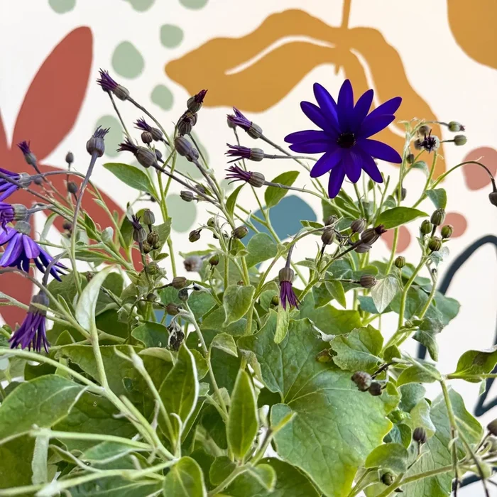 Cineraria – Senetti ‘Deep Blue’ Suntory Collection – British Grown